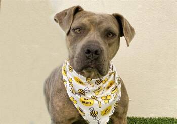 American Staffordshire Terrier and Mixed Breed Dogs Available for Adoption in Fort Lauderdale, Florida - LADY BUG | PetCurious