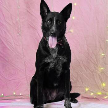 Yvette -  German Shepherd Dog Dog for Adoption in Defuniak Springs, Florida - Yvette | PetCurious