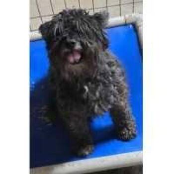 Pance -  Miniature Schnauzer and Miniature Poodle Dog for Adoption in Kingman, Kansas - Pance | PetCurious