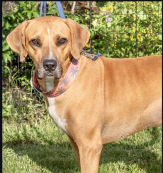 Jeremy -  Black Mouth Cur Dog for Adoption in Estero, Florida - Jeremy | PetCurious