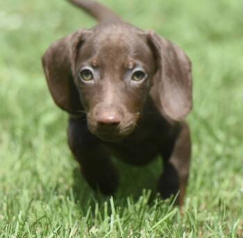 Amberlee -  Dachshund Dog for Adoption in Mechanicsburg, Pennsylvania - Amberlee | PetCurious