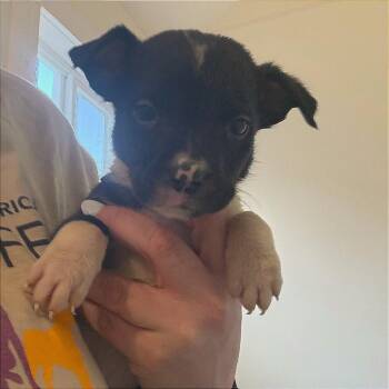 Samwise -  Cattle Dog Dog for Adoption in Tulsa, Oklahoma - Samwise | PetCurious