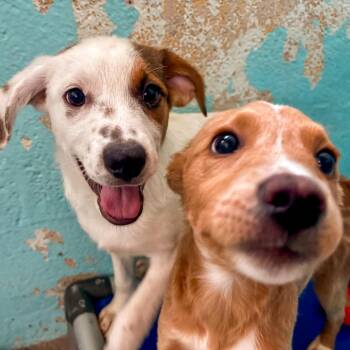 Queen -  Cattle Dog Dog for Adoption in Flagstaff, Arizona - Queen | PetCurious