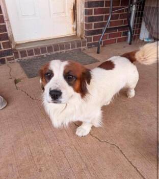 SPONSOR OR FOSTER ME - Gator -  Corgi and Spaniel Dog for Adoption in Grafton, Wisconsin - SPONSOR OR FOSTER ME - Gator | PetCurious