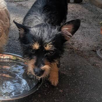 Tweedle Dee -  Mixed Breed Dog for Adoption in Asheville, North Carolina - Tweedle Dee | PetCurious