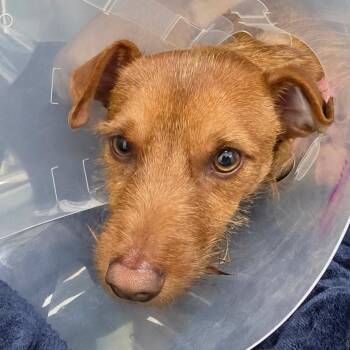 Pipp -  Terrier Dog for Adoption in Rossville, Georgia - Pipp | PetCurious