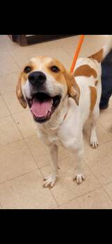 Cletus -  American Foxhound Dog for Adoption in Merrillville, Indiana - Cletus | PetCurious