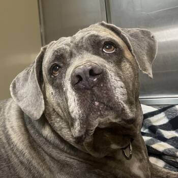 Pretty Girl -  Mixed Breed Dog for Adoption in Palm Springs, California - Pretty Girl | PetCurious