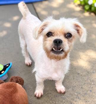 John -  Shih Tzu Dog for Adoption in Long Beach, New York - John | PetCurious