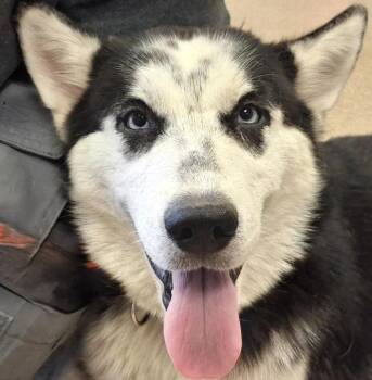 Predator -  Husky Dog for Adoption in Brenham, Texas - Predator | PetCurious