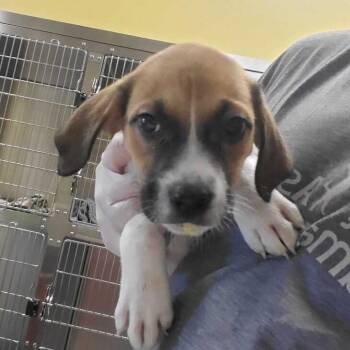 Squirt -  Mixed Breed Dog for Adoption in Asheville, North Carolina - Squirt | PetCurious