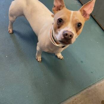 Mixed Breed Dogs Available for Adoption in Memphis, Tennessee - REMI | PetCurious