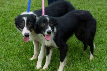 Rescue Border Collie Dogs for Adoption in Dickson, Tennessee - Mia | PetCurious