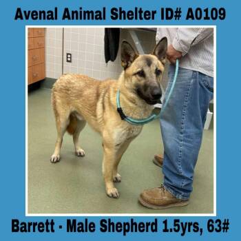 Rescue German Shepherd Dog Dogs for Adoption in Avenal, California - Barrett | PetCurious