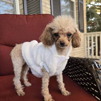 Delilah -  Poodle Dog for Adoption in Thornton, Colorado - Delilah | PetCurious