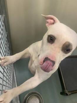 Pit Bull Terrier and Mixed Breed Dogs Available for Adoption in New Orleans, Louisiana - Spotty (Fossi) | PetCurious