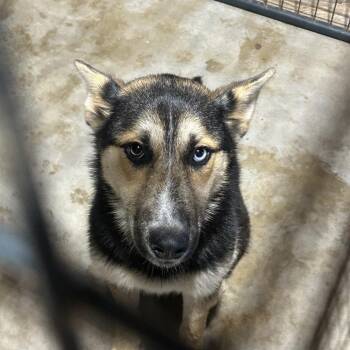 Shepherd and Husky Dogs Available for Adoption in Fort Smith, Arkansas - Mac | PetCurious