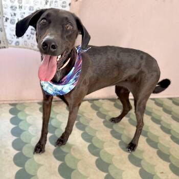 Synclaire -  Doberman Pinscher and Mixed Breed Dog Available for Adoption in Austin, Texas - Synclaire | PetCurious