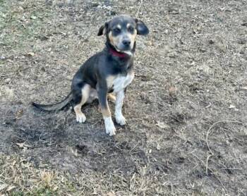 Hound and Pit Bull Terrier Dogs Available for Adoption - Rex (courtesy Listing) | PetCurious