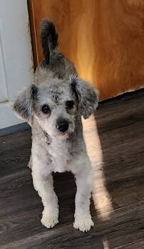 Rescue Poodle Dogs for Adoption in Momence, Illinois - Sammy | PetCurious