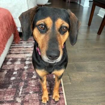 Hound and Beagle Dogs Available for Adoption - Lady Bird | PetCurious