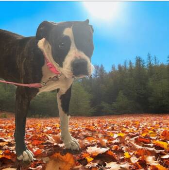 Rescue Mixed Breed Dogs for Adoption in New Cumberland, West Virginia - Maggie | PetCurious