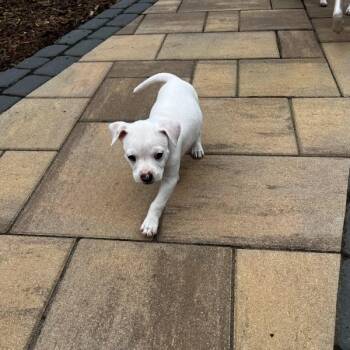 Mixed Breed Dogs Available for Adoption in Mebane, North Carolina - Mamey | PetCurious