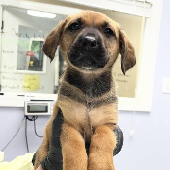 Hound and Labrador Retriever Dogs Available for Adoption in Maynardville, Tennessee - Inez | PetCurious