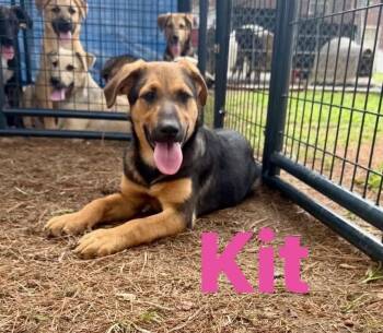Kit -  Black Mouth Cur Dog for Adoption in Pembroke, Massachusetts - Kit | PetCurious