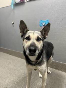 SCUBA -  Siberian Husky and German Shepherd Dog Dog for Adoption in Las Vegas, Nevada - SCUBA | PetCurious