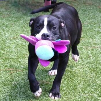 Rollo -  Mixed Breed Dog for Adoption in Athens, Georgia - Rollo | PetCurious
