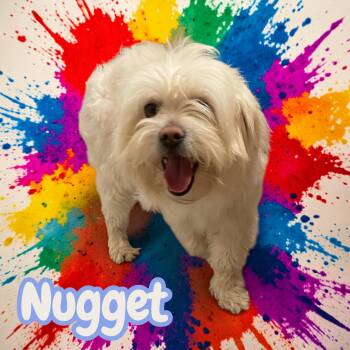 Yorkshire Terrier and Schnauzer Dogs Available for Adoption - Nugget | PetCurious