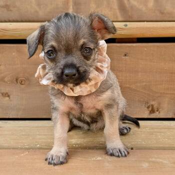 Mocha -  Chihuahua Dog for Adoption in St. Catharines, Ontario - Mocha | PetCurious