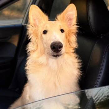 Archie -  Collie Dog for Adoption in Dublin, Ohio - Archie | PetCurious