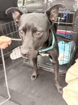 Larissa -  Mixed Breed Dog for Adoption in Mobile, Alabama - Larissa | PetCurious