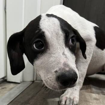 Prue -  Hound and Beagle Dog for Adoption in Richmond Hill, Georgia - Prue | PetCurious