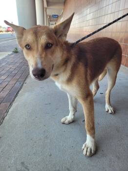Buster -  Mixed Breed Dog for Adoption in Lawrenceburg, Tennessee - Buster | PetCurious