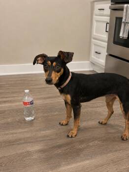 Stewart -  Miniature Pinscher and Dachshund Dog for Adoption in Liverpool, Texas - Stewart | PetCurious