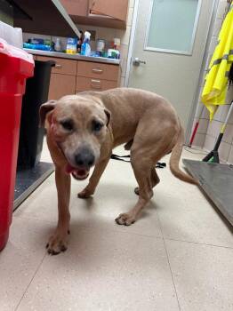 Mixed Breed Dogs Available for Adoption in Bossier City, Louisiana - Alvin | PetCurious