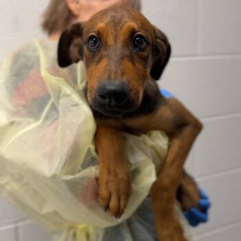 Waffle A848365 -  Shepherd Dog for Adoption in Los Angeles, California - Waffle A848365 | PetCurious