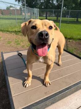 Jackson -  Pit Bull Terrier Dog for Adoption in Chicago, Illinois - Jackson | PetCurious
