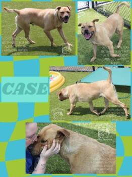 Mixed Breed Dogs Available for Adoption in Kenansville, North Carolina - CASE | PetCurious