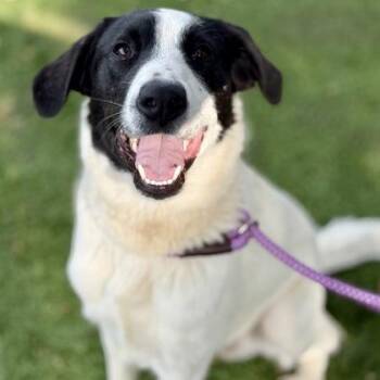 Rescue Great Pyrenees Dogs for Adoption in Red Bluff, California - Spencer | PetCurious