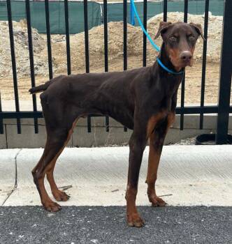 Doberman Pinscher Dogs Available for Adoption - Rusty | PetCurious