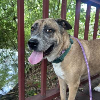 Teddy -  Labrador Retriever and Shepherd Dog for Adoption in South Houston, Texas - Teddy | PetCurious
