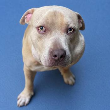 Pit Bull Terrier and Mixed Breed Dogs Available for Adoption in Riverside, California - Kevin | PetCurious