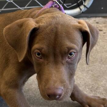 Grizzley -  Mixed Breed Dog for Adoption in Las Cruces, New Mexico - Grizzley | PetCurious