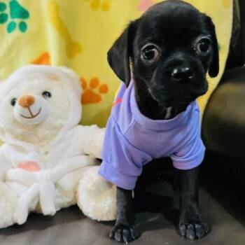 Skye -  Chihuahua and Pug Dog for Adoption in San Antonio, Texas - Skye | PetCurious