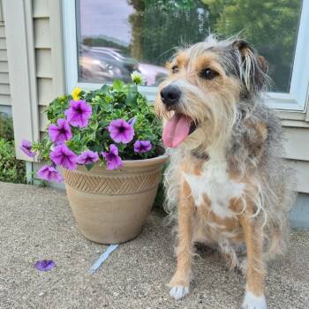 Roo -  Wirehaired Terrier Dog for Adoption in Milford, Iowa - Roo | PetCurious