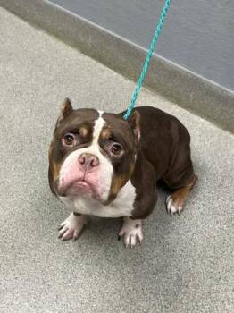 CASSIE -  English Bulldog and Mixed Breed Dog for Adoption in Las Vegas, Nevada - CASSIE | PetCurious